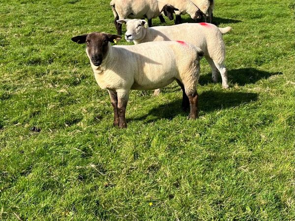 Hoggets for sale - Main image