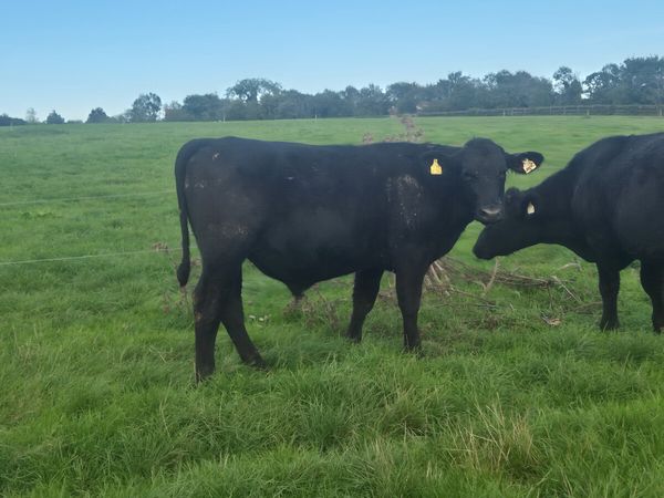 8 Proper Aberdeen Angus Bullocks for sale - Main image