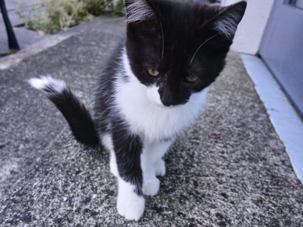 Pet kitten - Main image