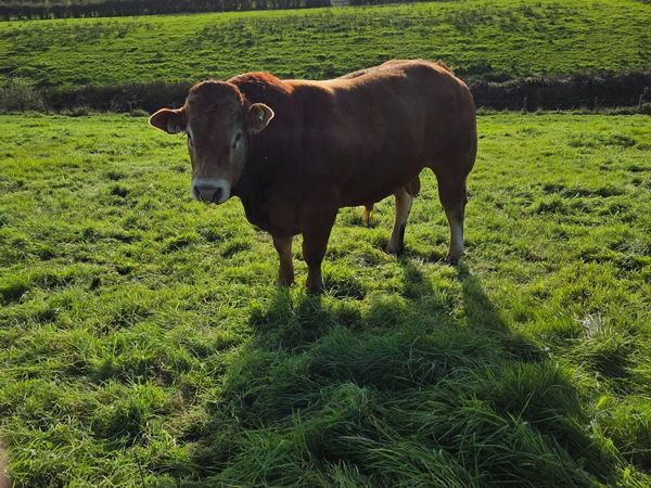 Pedigree Limousin Bulls - Main image