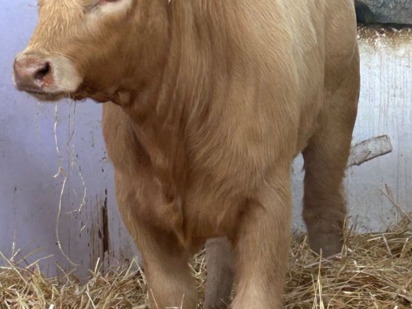3 SUPER QUALITY CH HEIFER RUNNERS - Main image