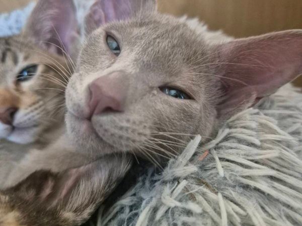 Pedigree Oriental kittens - Main image