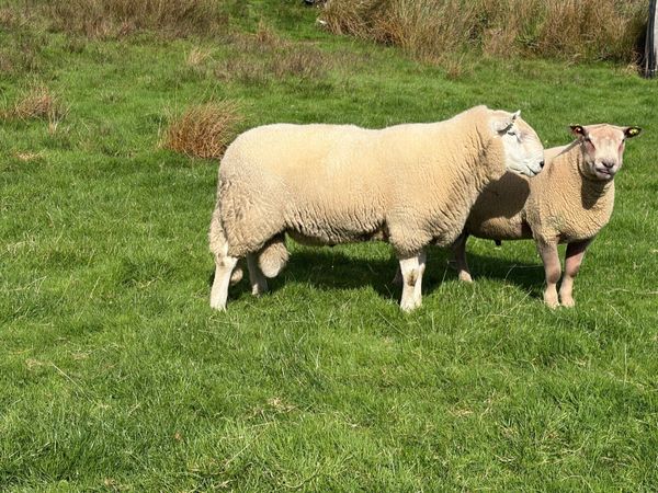 Wicklow Cheviot Ram - SIS Approved - Main image