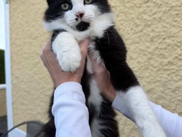 Fluffy Tuxedo Kitten Looking for a Loving Home 🐾 - Main image