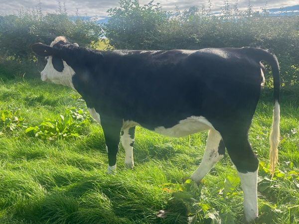 Cattle - Main image