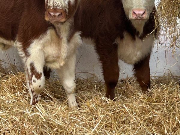 2 PROPER BREEDING HEIFERS - Main image