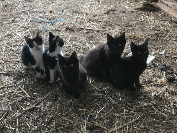 Kittens - Main image