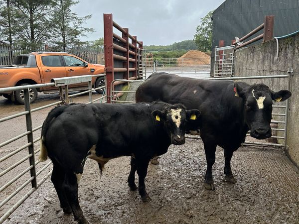 Show cow and calve - Main image