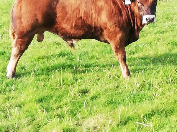LMx BULL WEANLINGS Gort Mart - Main image