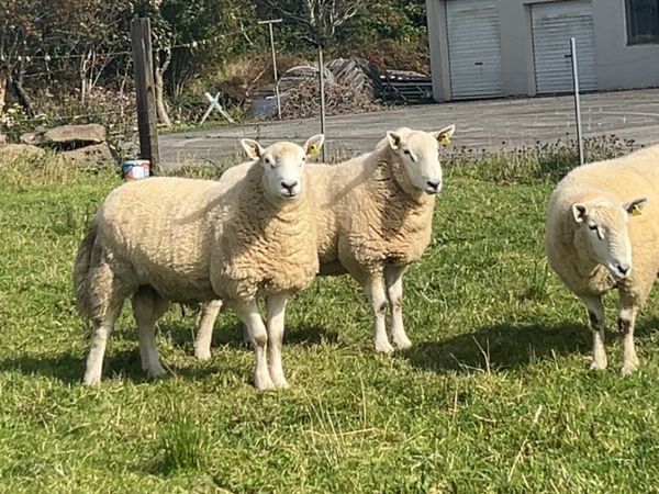 Pb Cheviot Hoggets rams - Main image