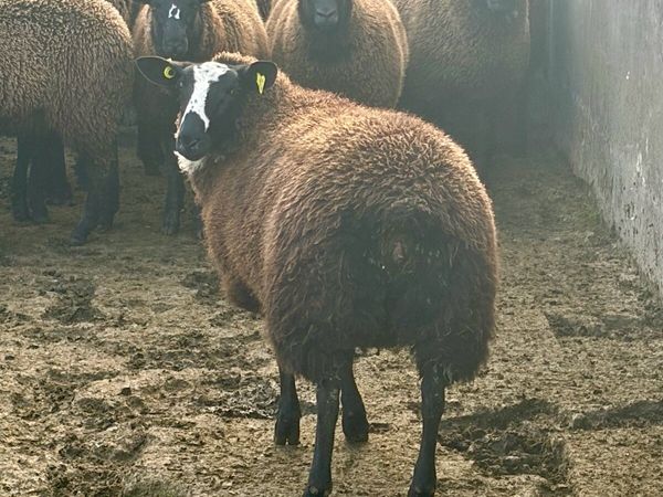 12 Zwartbles Suffolk/Milford cross ewe lambs - Main image