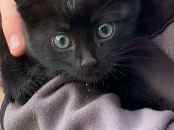 Kittens - Main image