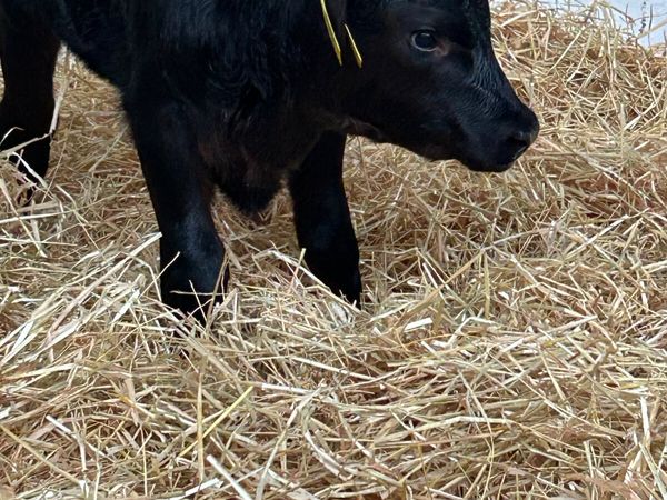 3 ABERDEEN ANGUS AND 1 CH SUCK - Main image