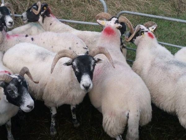 Lanark Ewes - Main image