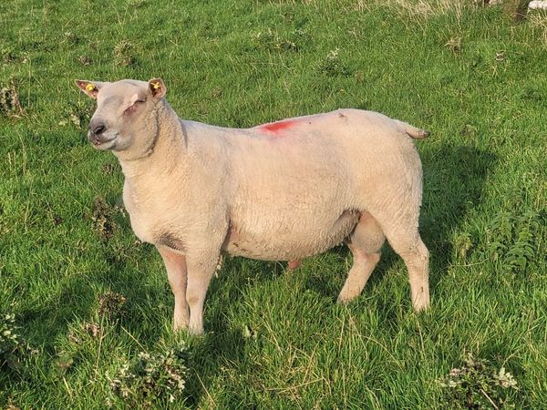 Pure Bred Registered Charolais Hoggett Ram - Main image