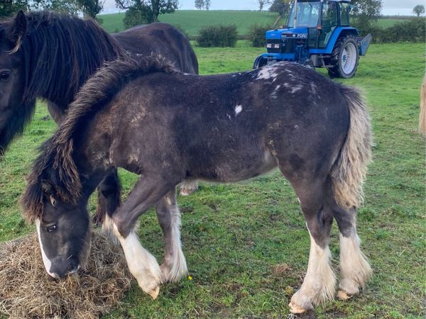 Foal - Main image