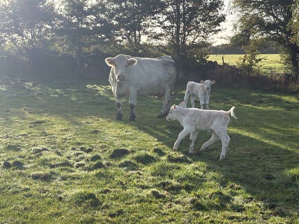 PBR Charolais Cow - Main image