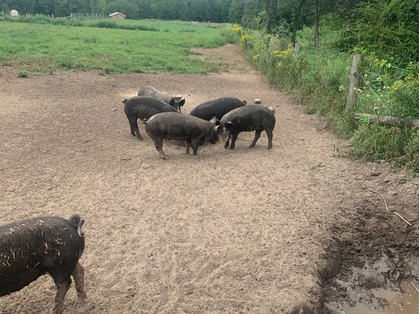 Wanted free range pigs ready to butcher - Main image