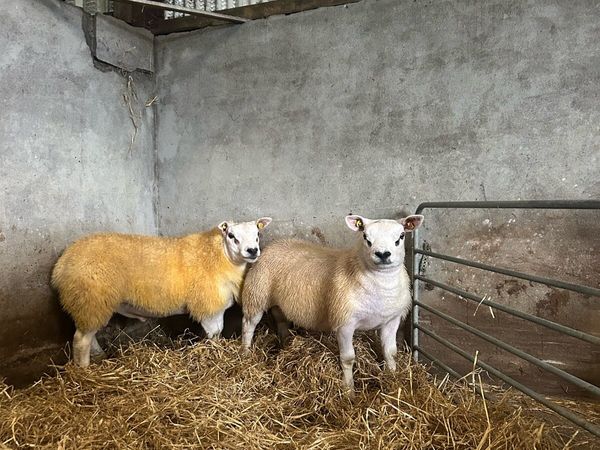 Texel ram lambs for Athenry 25/09/26 - Main image