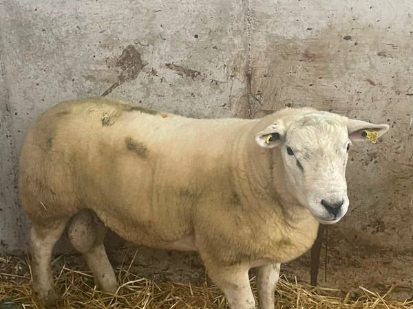 🔥 hogget  ram 🔥 - Main image