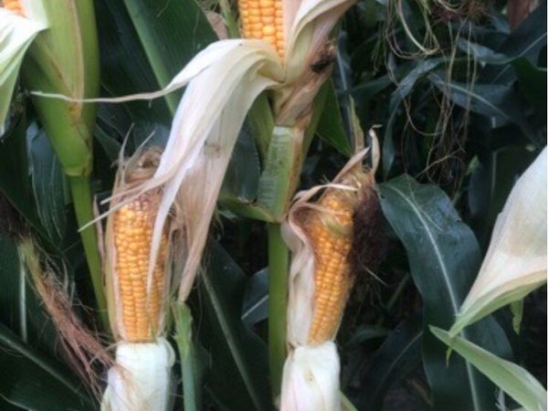 Maize - Main image