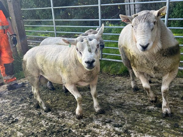 Cheviot and Texel Rams - Main image