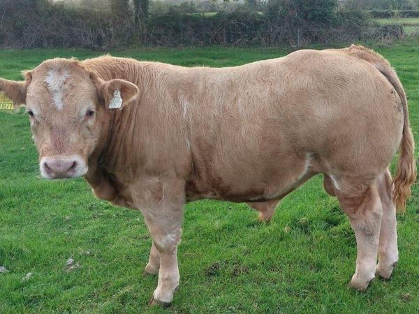 Gort Mart: Thursday 24th Sept: Chx show & sale - Main image