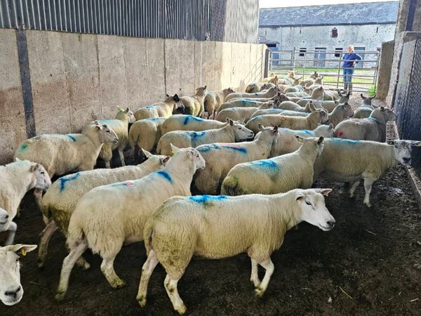 Breeding Ewes - Main image