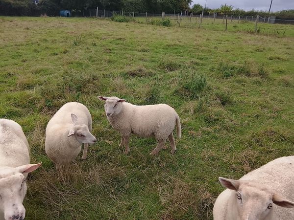 Sheep - Main image
