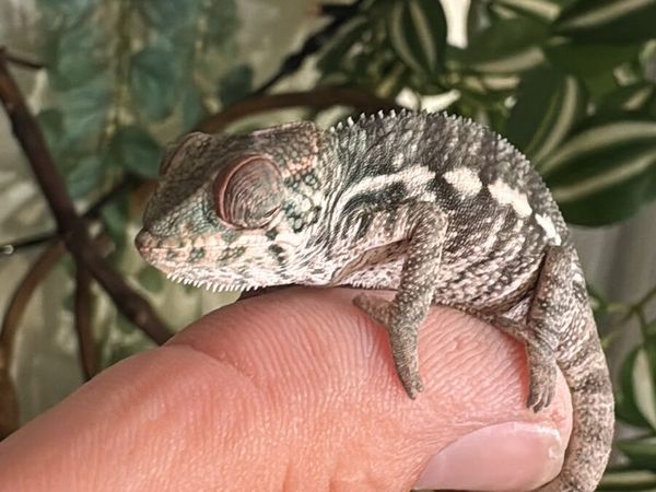 Panther Chameleon - Main image