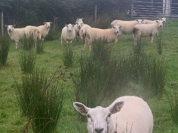 Hoggett ewes - Main image