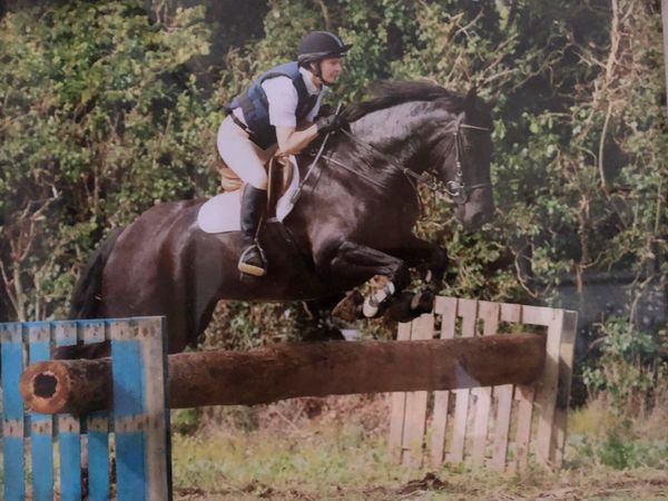 16hh 14 year old mare - Main image