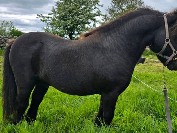 Shetland Stallion/ Teaser - Main image