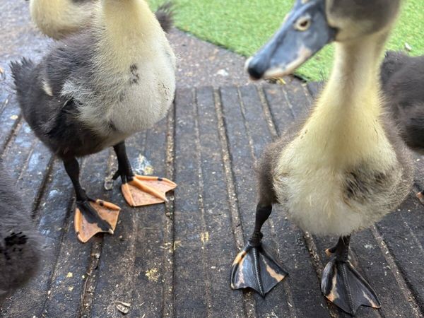 Kaki Campbell chicks - Main image