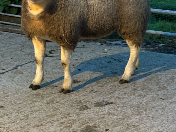 Pedigree Texel Rams - Main image