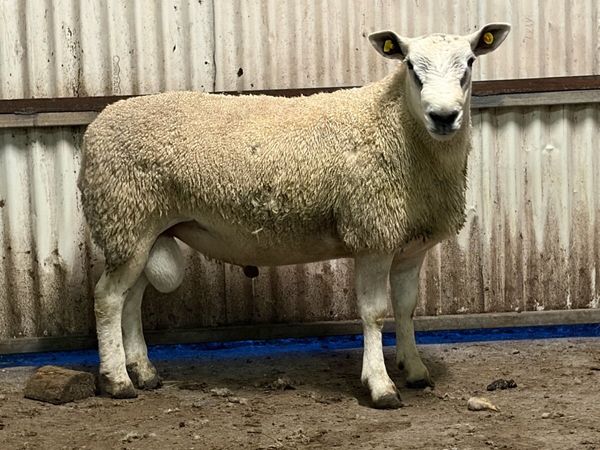 Hogget rams - Main image