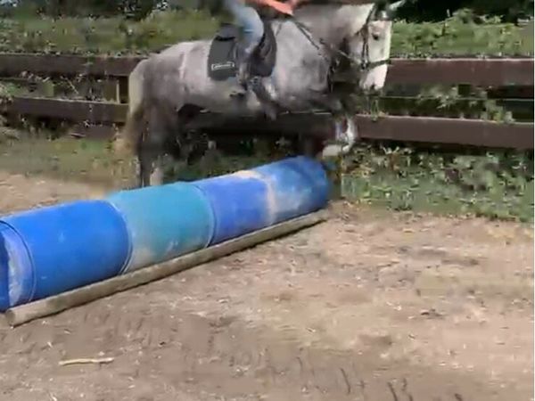 4yr old Irish Draught Filly ( non Reg) - Main image