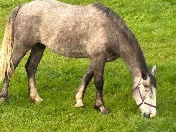 4yr old Irish Draught Filly ( non Reg) - Main image