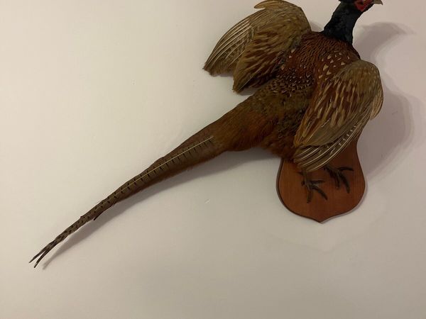 Pheasant taxidermy - Main image