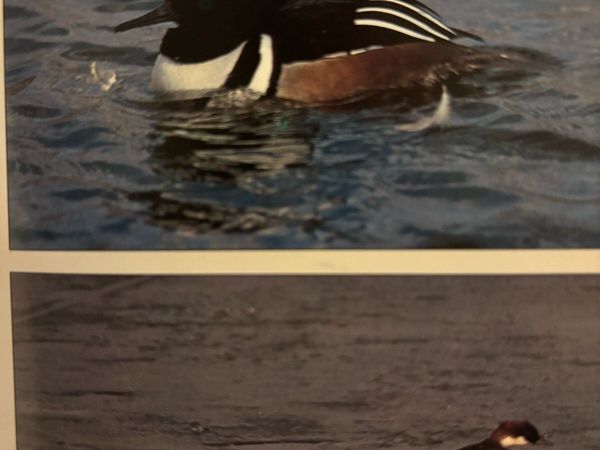 Ornamental water fowl - Main image