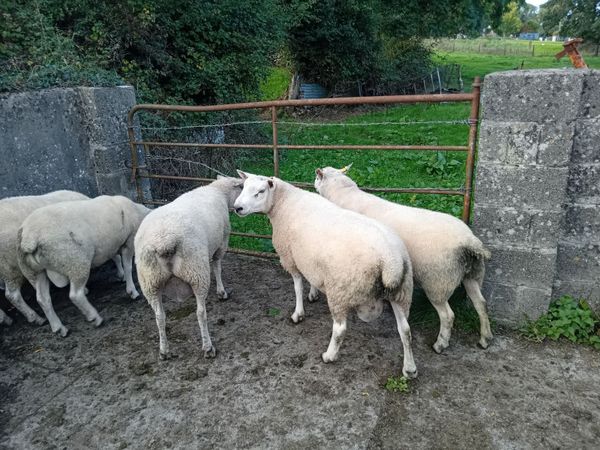 Aberfield Rams - Main image