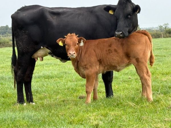 2 first calved heifers and calf’s - Main image