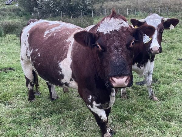 Shorthorn Bull - Main image