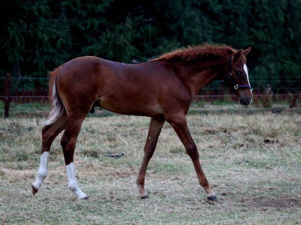 Colt foal - Main image