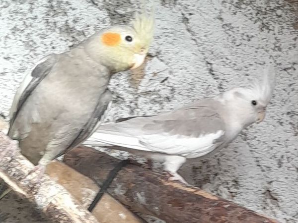 Cockateils ( birds) - Main image