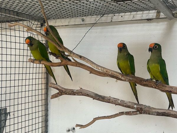 Parrots and Parakeets - Main image