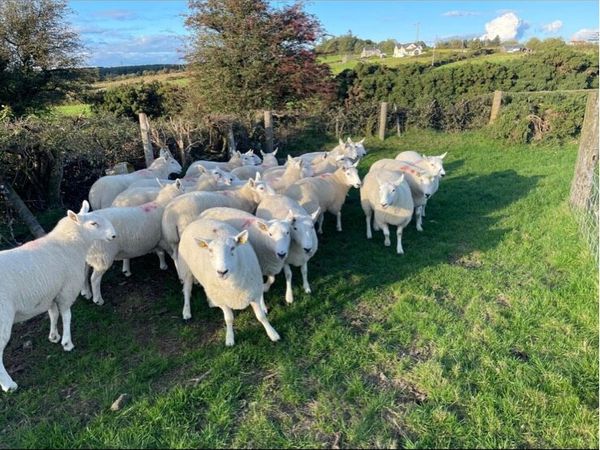 Cheviot Ewe Hoggets - Main image