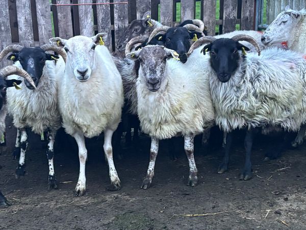 11 Breeding Ewes - Main image