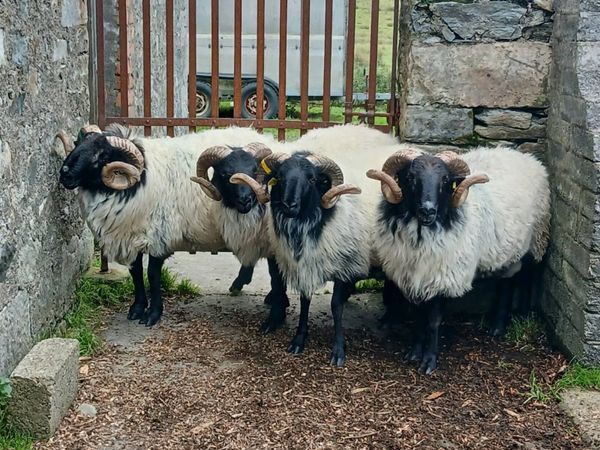 Mayo hogget rams ,  ewe lambs and hogget ewes. - Main image