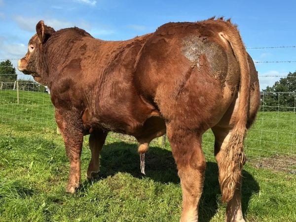 Super Limousin Bulls - Main image